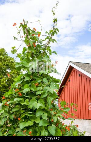 Scarlet Runner Bohnen wachsen auf einem Teepee-Gitter vor einer gut gepflegten roten Scheune in Issaquah, Washington, USA Stockfoto