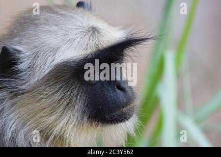 Langoor oder Langur Monkey aus Indien. Indisches Tier im Haus Hinterhof. Nahaufnahme des Gesichts von Grey langur auch als hanuman langur in indischen su gefunden genannt Stockfoto