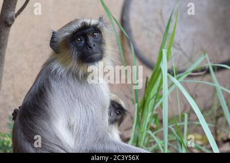 Langoor oder Langur Monkey aus Indien. Indisches Tier im Haus Hinterhof. Nahaufnahme des Gesichts von Grey langur auch als hanuman langur in indischen su gefunden genannt Stockfoto