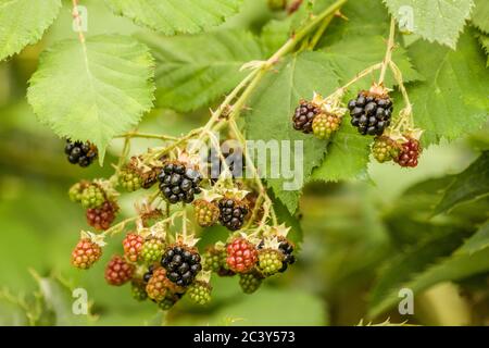 Brombeerbusch mit Beeren in verschiedenen Reifestufen in Issaquah, Washington, USA Stockfoto