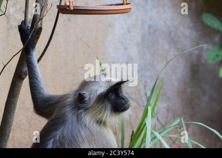 Langoor oder Langur Monkey aus Indien. Indisches Tier im Haus Hinterhof. Nahaufnahme des Gesichts von Grey langur auch als hanuman langur in indischen su gefunden genannt Stockfoto
