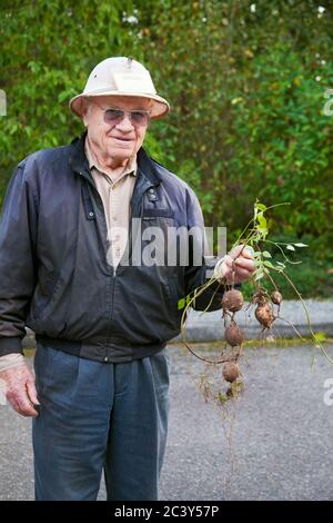 Frisch geerntete indische Kartoffeln, eine Erbstück-Kartoffel, die im Osten der Vereinigten Staaten beheimatet ist, in einem Garten in Bellevue, Washington, USA Stockfoto