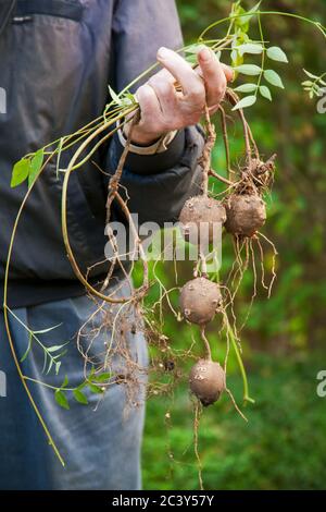 Frisch geerntete indische Kartoffeln, eine Erbstück-Kartoffel, die im Osten der Vereinigten Staaten beheimatet ist, in einem Garten im Westen von Washington, USA Stockfoto