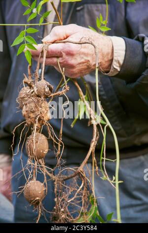 Frisch geerntete indische Kartoffeln, eine Erbstück-Kartoffel, die im Osten der Vereinigten Staaten beheimatet ist, in einem Garten im Westen von Washington, USA Stockfoto