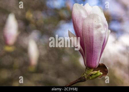 Eine Magnolienblüte auf dem Hintergrund von verschwommenen Magnolienblüten auf Magnolienbaum. Stockfoto