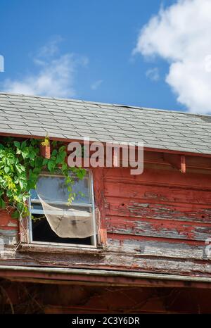 Fenster einer alten verlassenen und verwitterten roten Scheune. Weinrebe wächst an der Wand und Fenster Netz weht in den Wind. Stockfoto