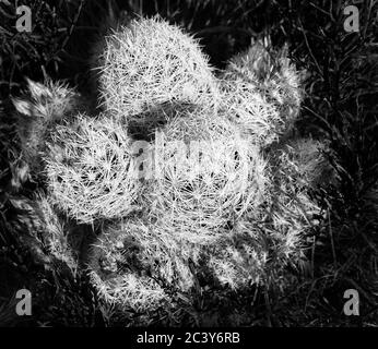 Sechs Headed Barrel Kaktus (Ferocactus wislizenii) wächst im Südwesten von Nevada, mit Blüten. In Schwarzweiß. Stockfoto