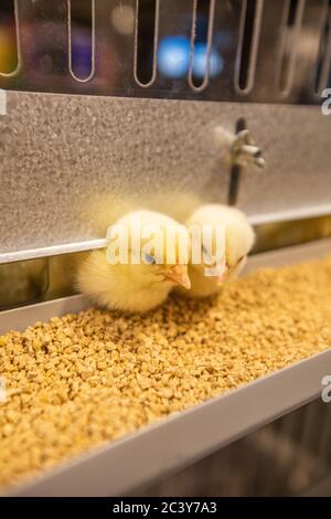 Hühnerbabys an der Futterstation Stockfoto