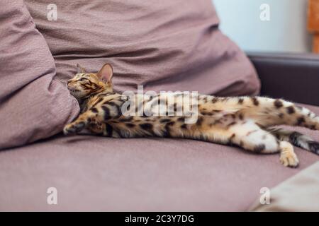 Zwei niedliche bengal Kätzchen spielen und kämpfen auf der Couch. Stockfoto