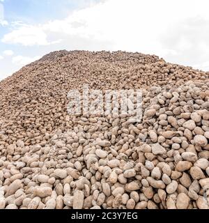 Kartoffelhaufen, der während der COVID-19 von den Bauern für die Öffentlichkeit hinterlassen wurde Pandemie Stockfoto