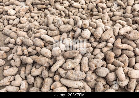 Kartoffelhaufen, der während der COVID-19 von den Bauern für die Öffentlichkeit hinterlassen wurde Pandemie Stockfoto