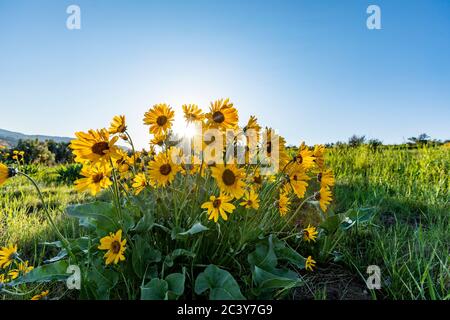 USA, Idaho, Boise, Arrowleaf Balsamroot in Blüte Stockfoto