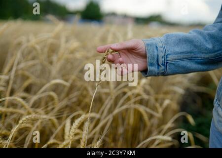 Russland, Omsk, Nahaufnahme der Frau Hand berühren Weizenohren im Feld Stockfoto