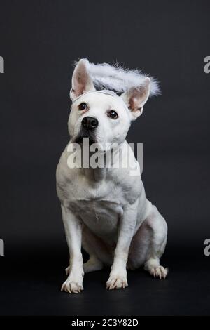 Weißer Pitbull Terrier mit Halo auf schwarzem Hintergrund Stockfoto