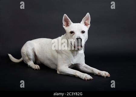 Weißer Pitbull Terrier auf schwarzem Hintergrund Stockfoto