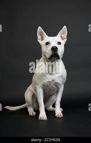 Weißer Pitbull Terrier auf schwarzem Hintergrund Stockfoto