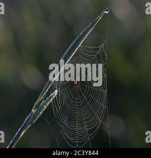 Tauige Spinnweben im Morgenlicht Stockfoto