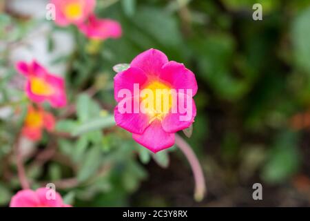 Eine einzelne, schöne, leuchtend rosa und gelb portulaca grandiflora oder purslane Blume vor einem verschwommenen Natur Hintergrund von Grün, grüne Blätter. Stockfoto