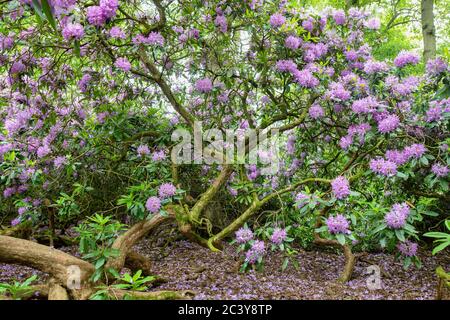 Rhododendron ponticum. In einem Pontic Rhododendron Busch, der im juni blüht. GROSSBRITANNIEN. Blühende Azaleen Stockfoto