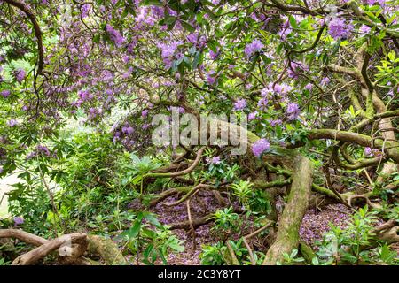 Rhododendron ponticum. In einem Pontic Rhododendron Busch, der im juni blüht. GROSSBRITANNIEN. Blühende Azaleen Stockfoto