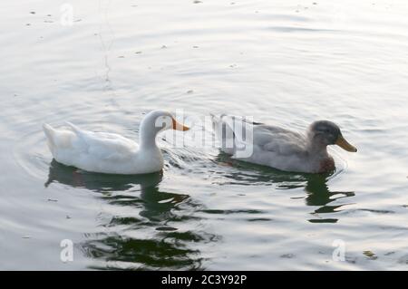 Enten Vogel Wasserseevögel (Gänseschwäne oder Anatidae zusammen genannt Wasservögel watenden Seevögel Familie) schwimmend auf Feuchtgebiet Spiegelsee Stockfoto