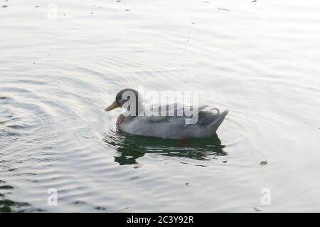 Enten Vogel Wasserseevögel (Gänseschwäne oder Anatidae zusammen genannt Wasservögel watenden Seevögel Familie) schwimmend auf Feuchtgebiet Spiegelsee Stockfoto