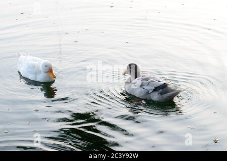 Enten Vogel Wasserseevögel (Gänseschwäne oder Anatidae zusammen genannt Wasservögel watenden Seevögel Familie) schwimmend auf Feuchtgebiet Spiegelsee Stockfoto