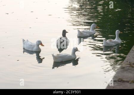 Schwarm von Enten Vogel Wasserseevögel (Gänseschwäne oder Anatidae zusammen genannt Wasservögel watenden Ufervögeln Familie) schwimmend auf Feuchtgebiet reflec schwimmen Stockfoto