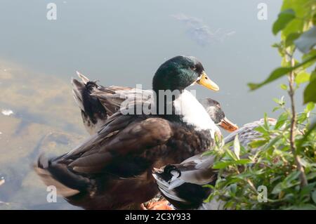 Flock of Ducks Vogel Wasser Seevögel (Gänseschwäne oder Anatidae zusammen genannt Wasservögel watenden Ufervögeln Familie) auf Wasser Rand Feuchtgebiet la stehen Stockfoto