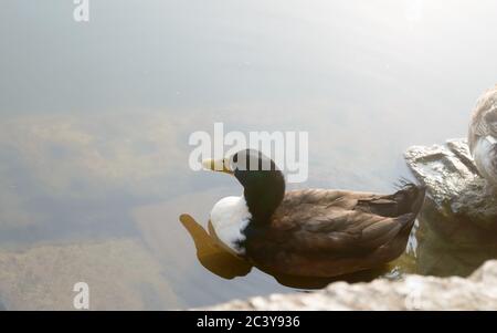 Enten Vogel Wasserseevögel (Gänseschwäne oder Anatidae zusammen genannt Wasservögel watenden Seevögel Familie) schwimmend auf Feuchtgebiet Spiegelsee Stockfoto