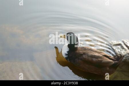 Enten Vogel Wasserseevögel (Gänseschwäne oder Anatidae zusammen genannt Wasservögel watenden Seevögel Familie) schwimmend auf Feuchtgebiet Spiegelsee Stockfoto