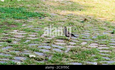 Gemeine indische Myna (Acridotheres tristis) Sturnide Starenvogelfamilie, braune Farbfeder, gelber Schnabel und Augen in grünem Grasrasen der Garde gesichtet Stockfoto