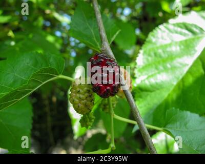 Reife und rohe Maulbeerbeeren auf einem Zweig mit Blättern im Garten im Frühling. Nahaufnahme. Makro. Gesunde Bio-Beerenfrucht.Süße, saftige, reife Frucht. Stockfoto