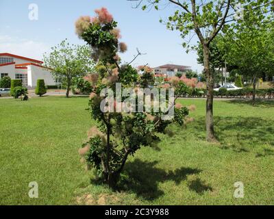 Blühende Smoketree oder Cotinus im Iran im Frühjahr. Europäische Rauchgeride bekannt als rhus cotinus, Eurasische Rauchgeride, Rauchbusch, Skumpiya Gerben o Stockfoto