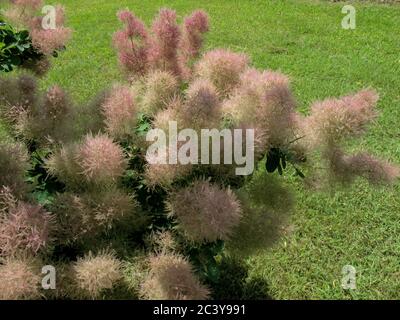 Europäische Rauchgerinnung (Cotinus coggygria) bekannt als rhus cotinus, Eurasische Rauchgerinnung, Rauchbaum, Rauchbusch, Skumpiya Gerben oder Färbersumach ist ein Speci Stockfoto