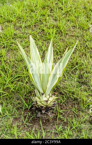 Grüne Farbe Kaktus saftige Pflanze Blatt wächst durch Boden und Wasser unter Sonnenlicht in Gras Land Bereich der Landwirtschaft Feld in tropischen Klima horticult Stockfoto
