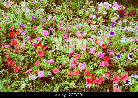 Die Garten Stiefmütterchen Blume, wilde Viola Hybrid blühende Pflanzen, rot weiß und violett Farbe bunten Laub in ländlicher Umgebung gesichtet. Shibpur Howra Stockfoto