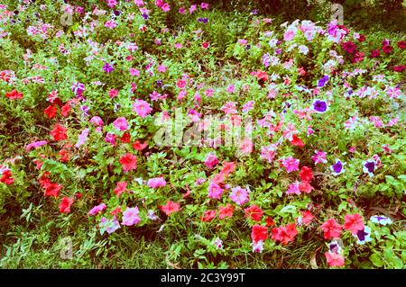 Die Garten Stiefmütterchen Blume, wilde Viola Hybrid blühende Pflanzen, rot weiß und violett Farbe bunten Laub in ländlicher Umgebung gesichtet. Shibpur Howra Stockfoto