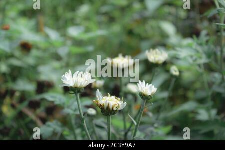 Nahaufnahme schöne kleine süße Blume aus gelben Pollen und weißem Blütenblatt von Gemeine Gänseblümchen, Lawn Daisy, Bellis Perennis, Woundwort, Bruiseort oder Englisch Da Stockfoto