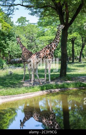 Chicago, IL USA, 23. Juni 2018, ZWEI Giraffen mit Reflexionen im Regenpaddel im Brookfield Zoo (nur für redaktionelle Verwendung) Stockfoto