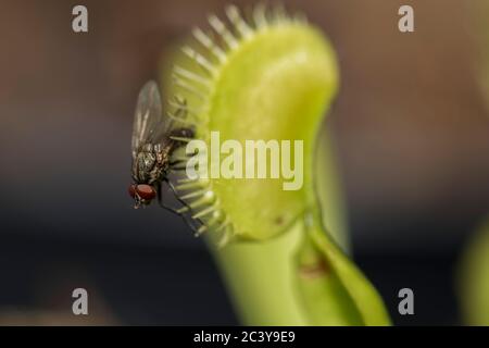 Fliegen gefangen in Fliegenfalle Dolly Zoom in Makro-Insektenwelt. Fliege gefangen in einem Insektenfresswerk, das versucht, frei zu werden. Stockfoto