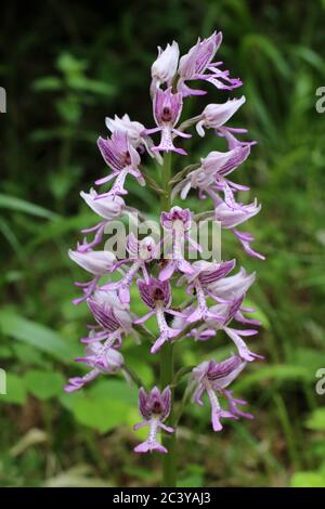 Orchis militaris, Soldier Military Orchid. Wildpflanze im Sommer erschossen. Stockfoto