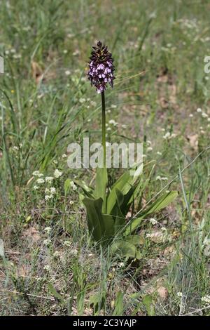 Orchis purpurea, Lady Orchid. Wildpflanze im Sommer erschossen. Stockfoto