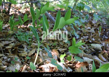 Polygonatum odoratum, Duftsolomonssiegel, Winkelsolomonssiegel. Wildpflanze im Sommer erschossen. Stockfoto