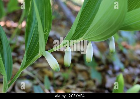 Polygonatum odoratum, Duftsolomonssiegel, Winkelsolomonssiegel. Wildpflanze im Sommer erschossen. Stockfoto