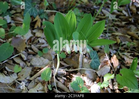 Polygonatum odoratum, Duftsolomonssiegel, Winkelsolomonssiegel. Wildpflanze im Sommer erschossen. Stockfoto
