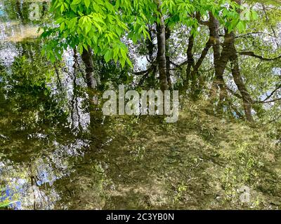 Reflexionen im flachen Wasser von grünen Bäumen am Flussufer. Sonnige Frühlingslandschaft Stockfoto