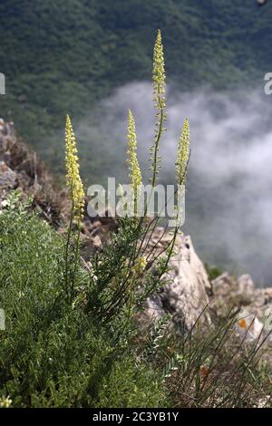 Reseda lutea, Wild Mignonette. Wildpflanze im Sommer erschossen. Stockfoto