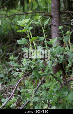 Ribes uva-crispa, Wilde Stachelbeere - Wilde Pflanze im Sommer erschossen. Stockfoto