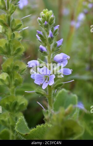 - Wilde Pflanze im Sommer erschossen. Stockfoto